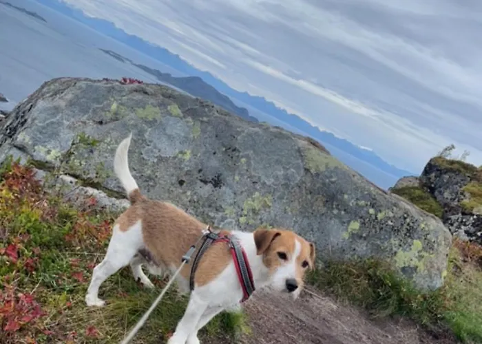 Апартаменты Kroken3 The Gravdal (Vestvagoy)